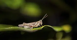 Brown grasshopper sitting on a leaf