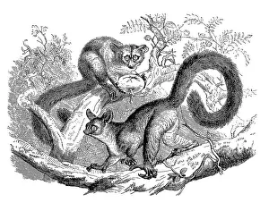 Brown greater galago (Otolemur crassicaudatus)