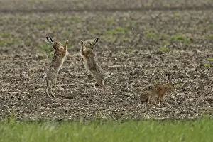 Brown hare three animals in a field during mating
