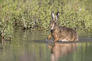 Brown hare crossing a river, Europe