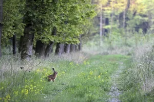Brown hare at the edge of the forest