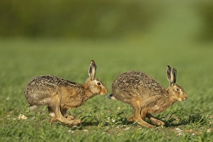 Brown hare (Lepus europaeus)