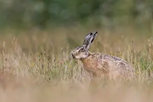 A brown hare (Lepus europaeus) eating an ear of grass