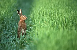 Brown Hare (Lepus europaeus), Hessen, Germany