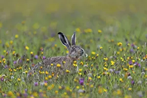 If the brown hare (Lepus europaeus) has the opportunity to choose between different plants in a meadow