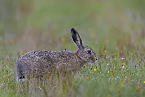 A brown hare (Lepus europaeus) searches for food in a wildflower meadow in the evening