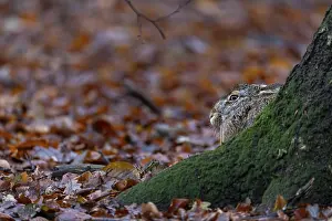 Brown hare (Lepus europaeus) sitting on the trunk of a European beech