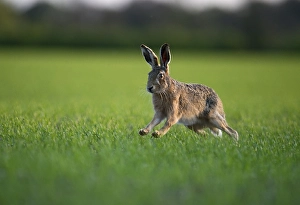Brown Hare (Lepus europaeus), spring