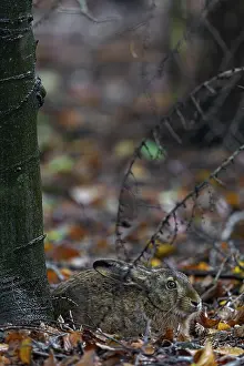 The brown hare (Lepus europaeus) uses its mare over a longer period of time