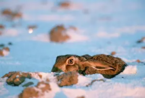 Brown Hare (Lepus europaeus) in winter