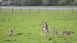 Several brown hares (Lepus europaeus)