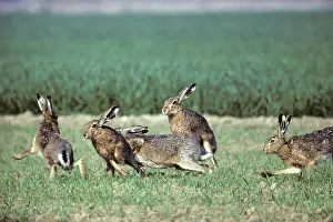 Brown Hares (Lepus europaeus), Hessen, Germany