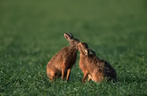 Brown Hares (Lepus europaeus), pair