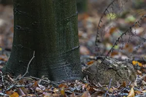 Brown hares (Lepus europaeus) spend many hours in their hutch