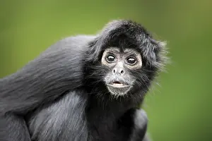 Brown-headed spider monkey, (Ateles fusciceps robustus)