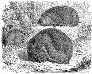 Brown hedgehog, also known as the West European hedgehog (Erinaceus europaeus) or Western hedgehog