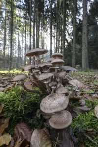 Brown honey fungus (Armillaria ostoyae) in spruce forest