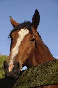 Brown horse behind a fence, portrait, PublicGround