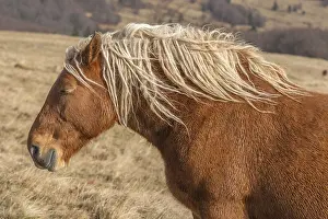 A brown horse with long hair is standing in a field