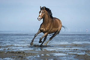 Brown horse, warmblood with blaze galloping in the mud flats on the beach