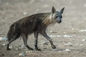 Brown hyena (Hyaena brunnea), also brown hyena