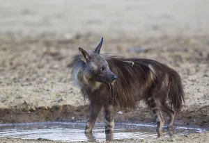 brown hyena (Hyaena brunnea) at a waterhole