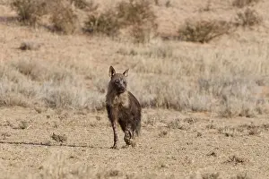 Brown hyena (Parahyaena brunnea)