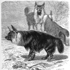 Brown hyena (Parahyaena brunnea) or Hyaena brunnea