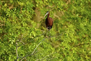 A brown ibis stands on a branch in the dense green forest