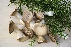 Brown king oyster mushroom (Pleurotus eryngii)