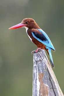 Brown Kingfisher (Halcyon smyrnensis)