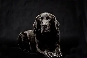 Brown Labrador