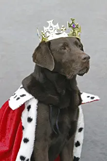 Brown Labrador disguised as a king