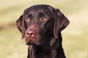 Brown Labrador Retriever (Canis lupus familiaris)