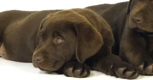 Brown Labrador Retriever, Puppies on White Background