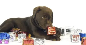 Brown Labrador Retriever, Puppy and Gifts on White Background