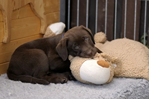 Brown Labrador Retriever, puppy lying on a plush toy