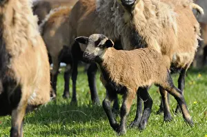 A brown lamb in the middle of a flock of sheep on a green meadow