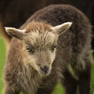 Brown lamb, portrait, Ouessant sheep (Breton dwarf sheep)