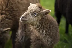 Brown lamb, portrait, Ouessant sheep (Breton dwarf sheep)