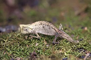 Brown Leaf Chameleon (Brookesia superciliaris)