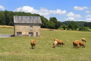 Brown Limousine cows in French landscape in front of barn