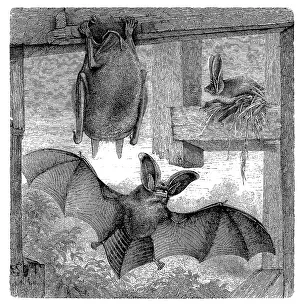 Brown long-eared bat (Plecotus auritus)