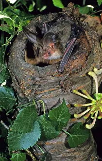 Brown long-eared bats (Plecotus auritus)