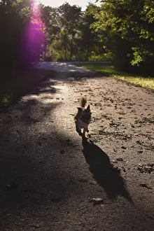 Brown long-haired Chihuahua, female