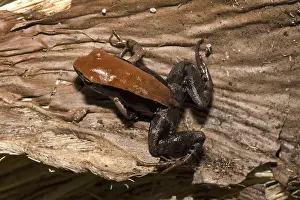 Brown Mantella frog (Mantella betsileo)