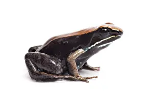 Brown mantella, Mantella betsileo