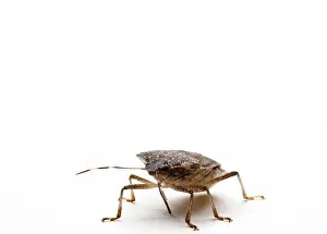 Brown Marmorated Stink Bug or Shield Bug isolated against white background