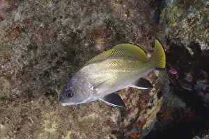 Brown meagre (Sciaena umbra) in the Mediterranean Sea near Hyeres