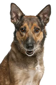 Brown mixed breed dog with upright ears and an alert expression on a white background